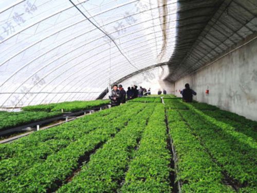 5萬(wàn)噸秸稈(蘑菇渣)基質(zhì)(育苗土)