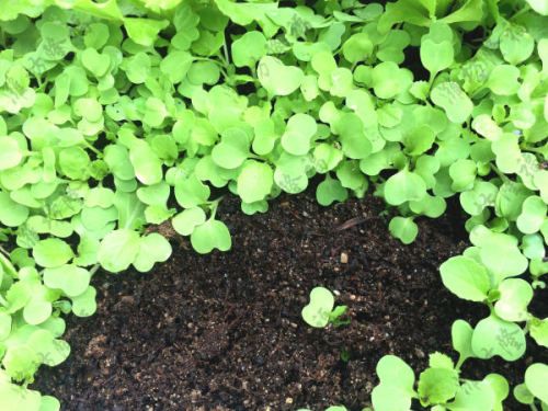 5萬(wàn)噸秸稈(蘑菇渣)基質(zhì)(育苗土)