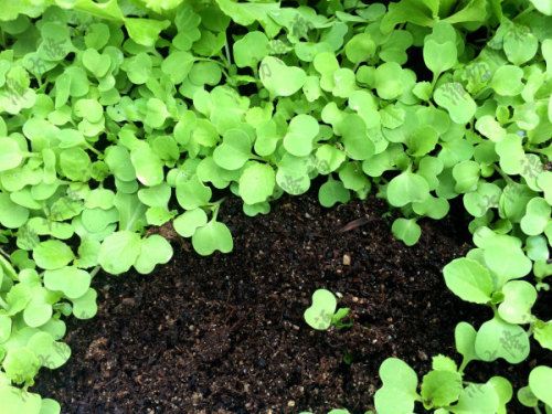 時產5000包基質（育苗土）